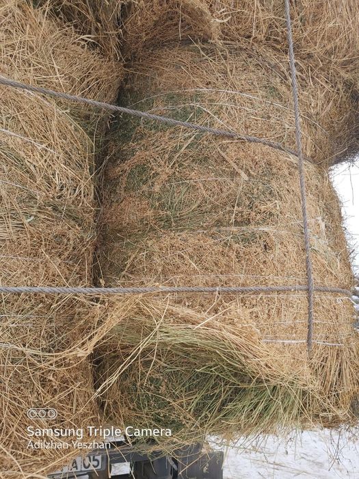 Сено люцерна жонокша