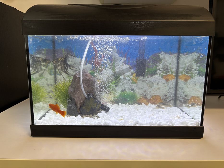 Acvariu complet echipat+5 pesti+accesorii