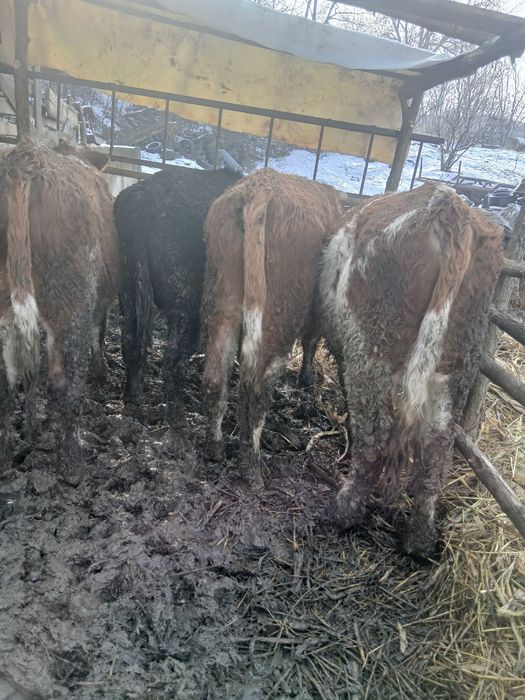 Vand 6 taurasi 3 baltati 1 belgian si 2 angus