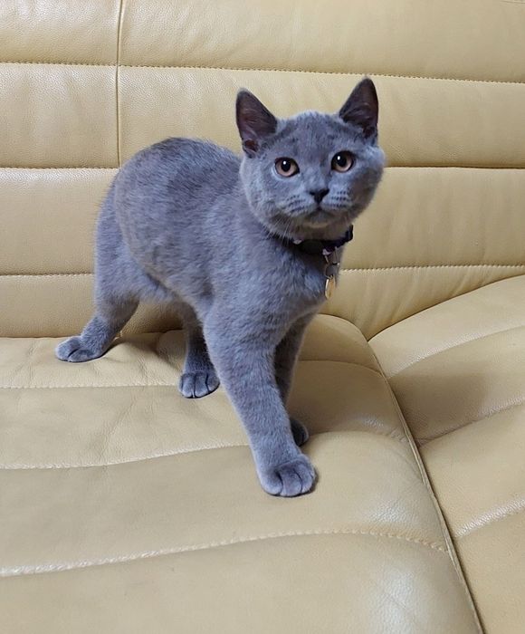Продаются котята
