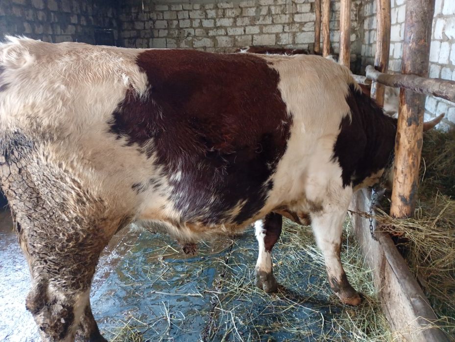 Junică gestantă în 8 luni foarte cuminte cu tratamentele la zi