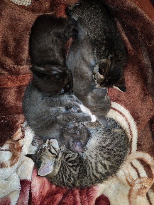 Отдам котят в добрые руки
