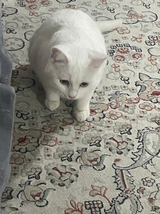 Котенок-мальчик , 9 месяцев