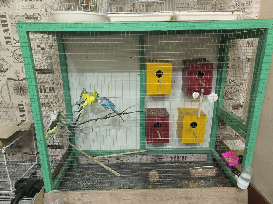 Волнистый попугай с клеткой