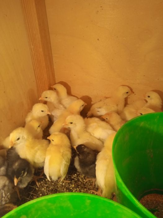 Adler jojalari sotiladi 1 oyli 35 mindan