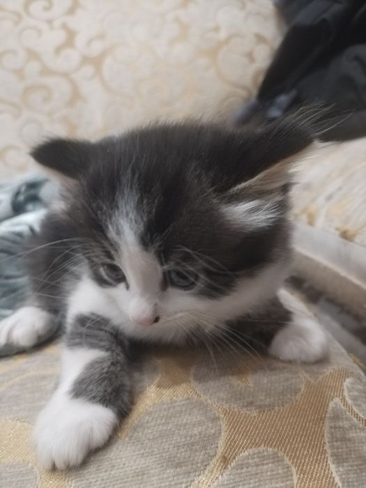 Котята в добрые руки!