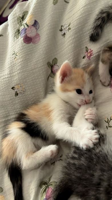 Котята мальчик и девочки
