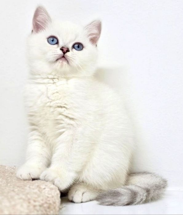 ОчаРоваШки БриТашкИ