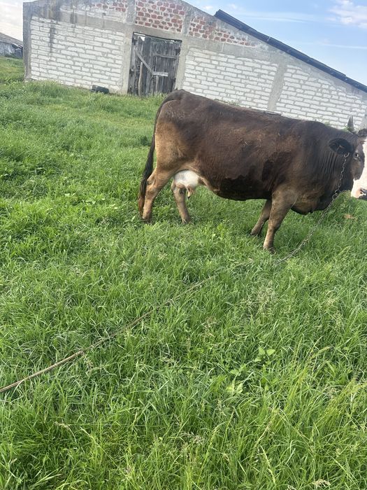 Vaca de prasila foarte cuminte !
