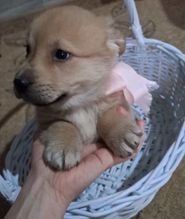 Щенок девочка в добрые руки