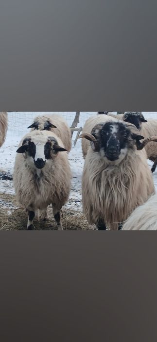 Vind 2 oi tinere cu miel,și 2 noatine breze si un berbec
