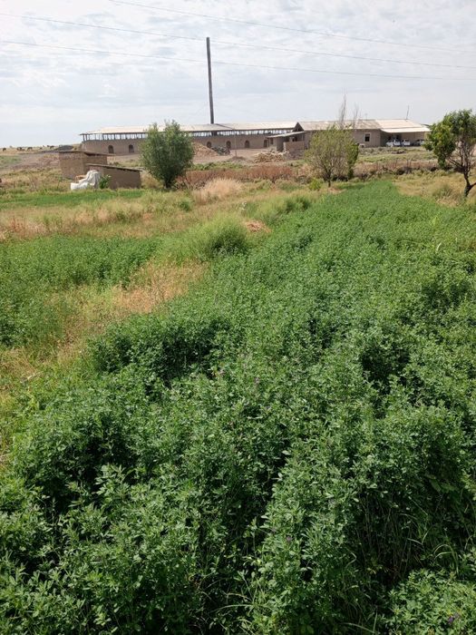 Yer sotiladi 1 sotigi 3500$ 3 sotik bor