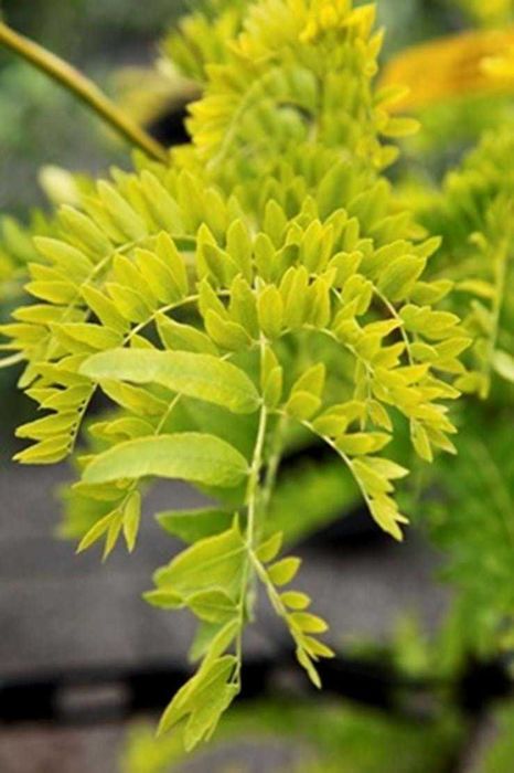 Parrotia Persica Vanessa  Gleditsia sunburst