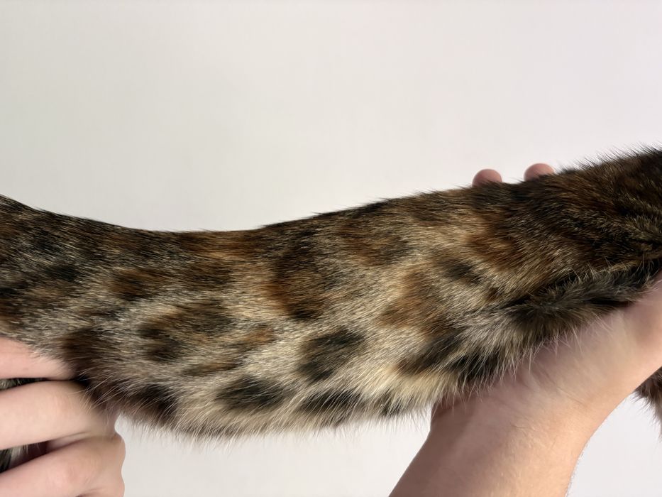 Бенгалско котенце