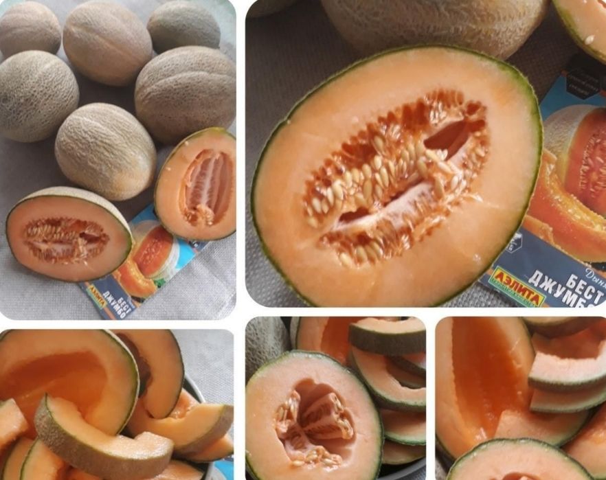 Семена дыни сорт «Бест Джамбо»