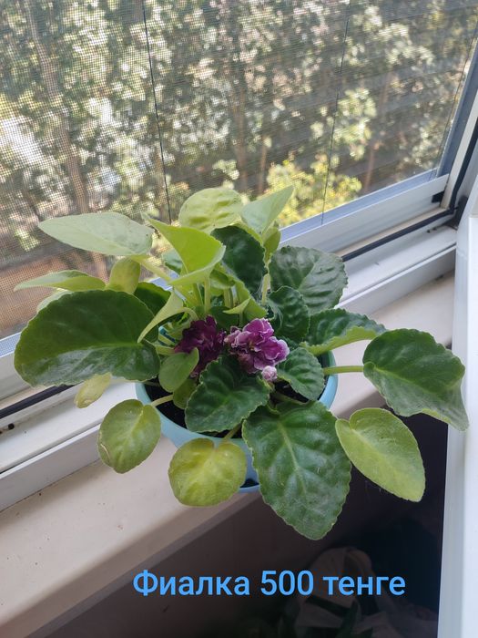 Продам цветы недорого