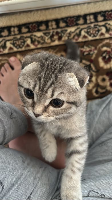 Очень красивый котенок