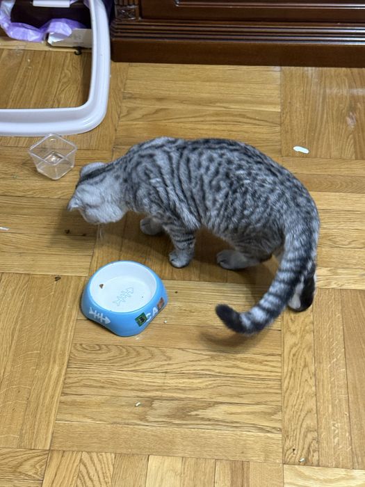 Кошка вислоухая Шотладский