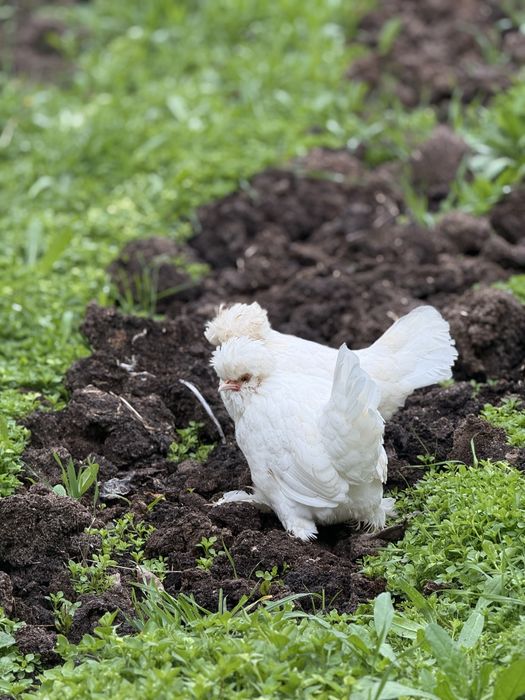 Yapon tovuqlar 220 mingdan manzil Samarqand