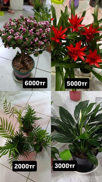 Комнатные цветы 8 марта