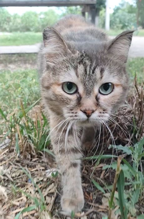 Кошка, стерилизованая, ласковая