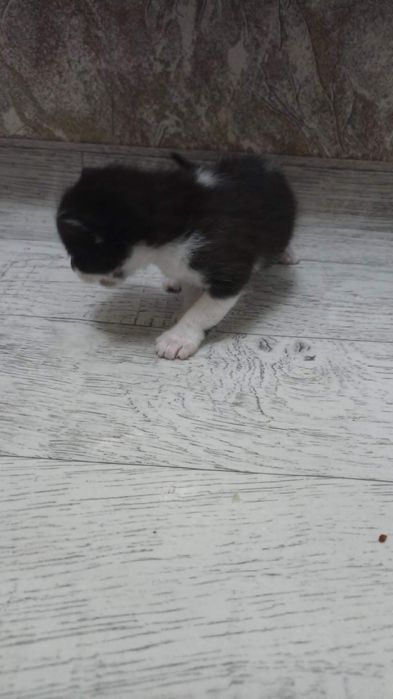 котята даром в хорошие руки