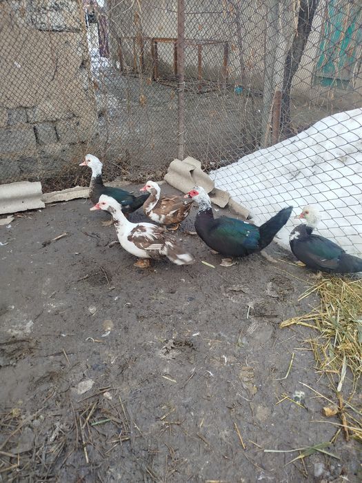 Продам или обменяю