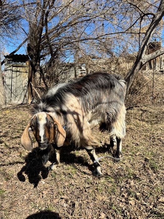 Обменяю или продам Козлов