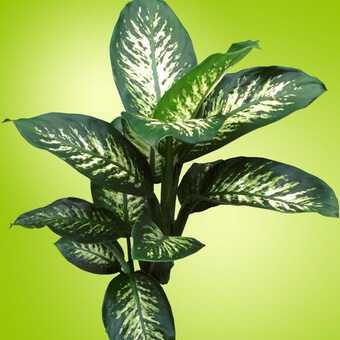 Диффенбахия крупнолистная в горшке – Для дома, кафе и офиса