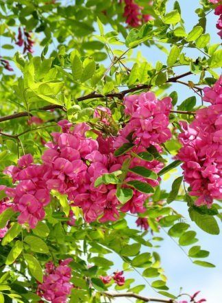 Pomi Oramentali (Salcam Roz )