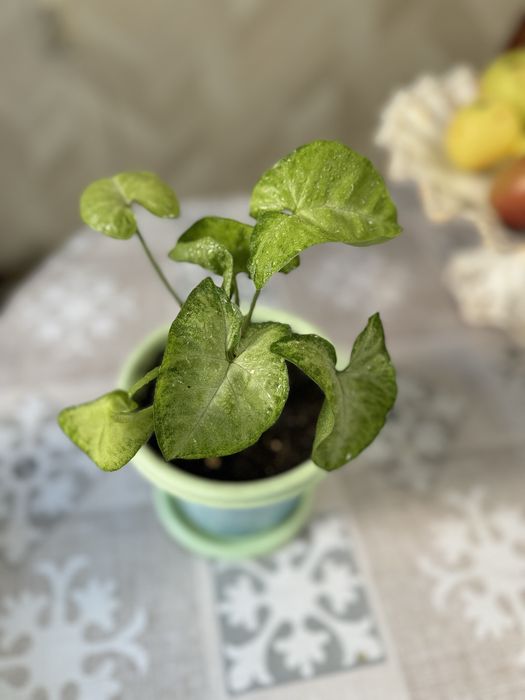 Комнатные цветы.