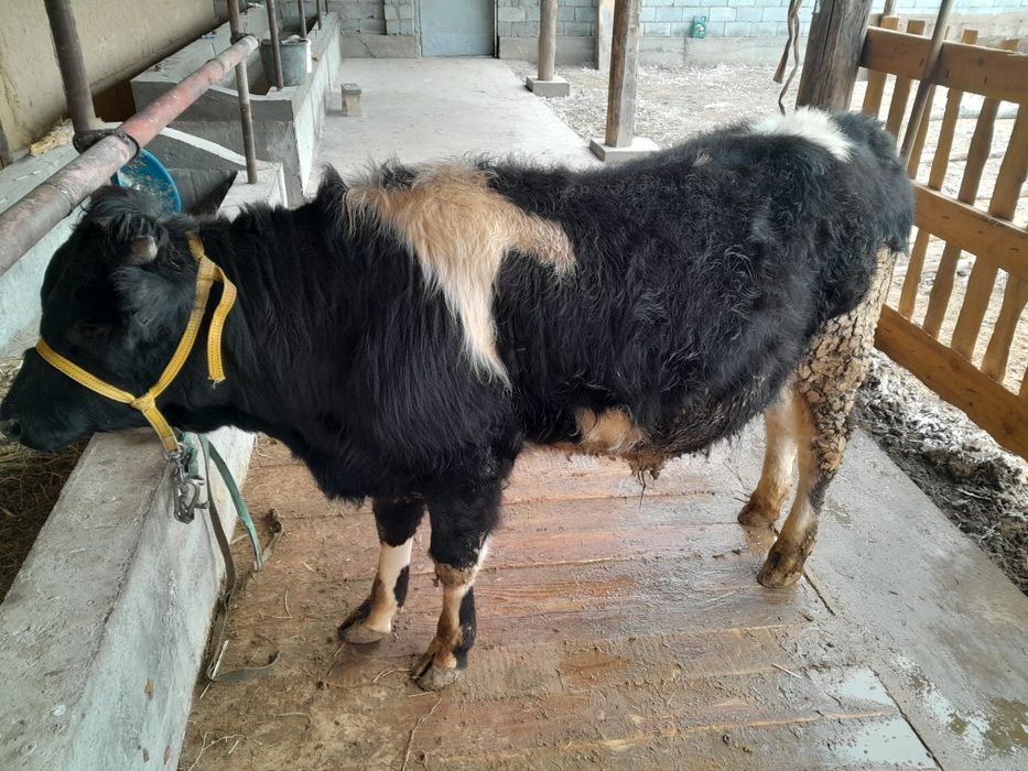 огизше сатылады 420000