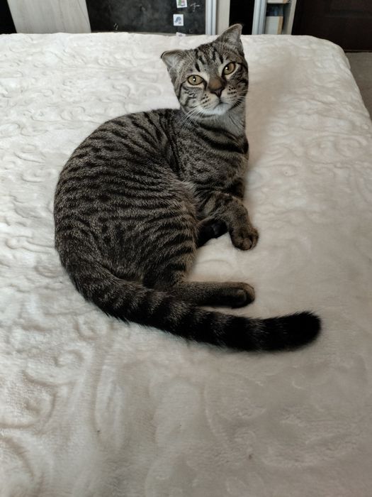 Отдам даром кошка домашная