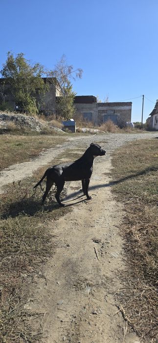 Продаются щенки питбулей