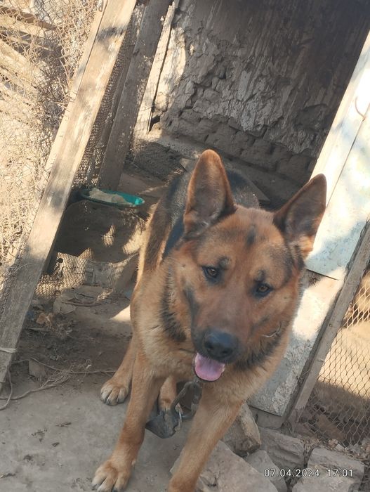 Чисти неметски апчарка