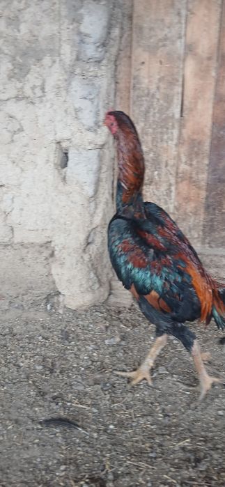 Дакан қораз құйма