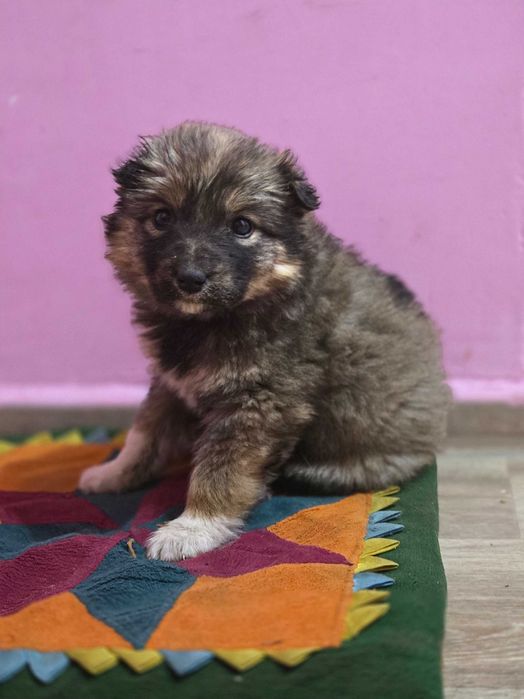 Щенки  девочки добрые руки