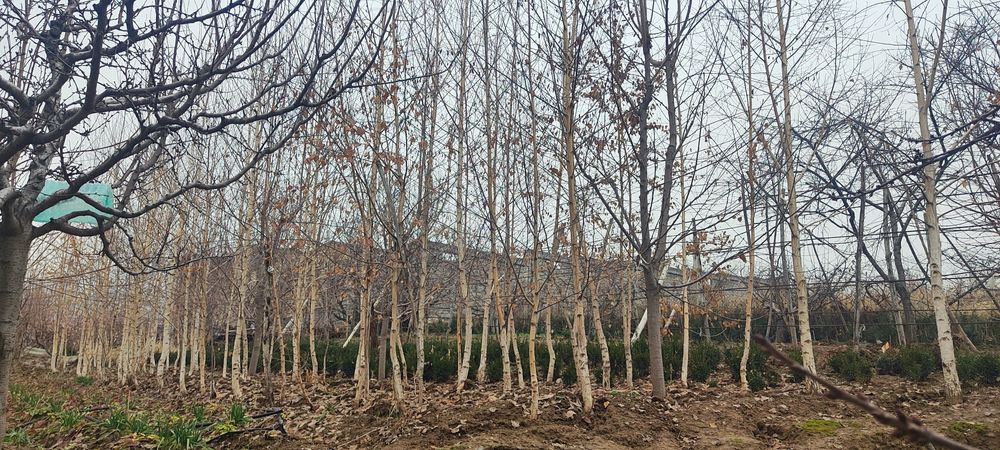 Oq terak     BERIYOZA