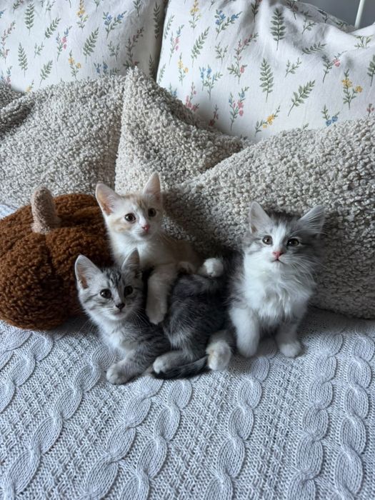 Отдам котят в добрые руки