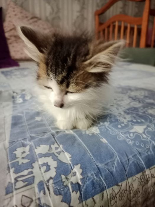 Котенок мальчик в добрые руки