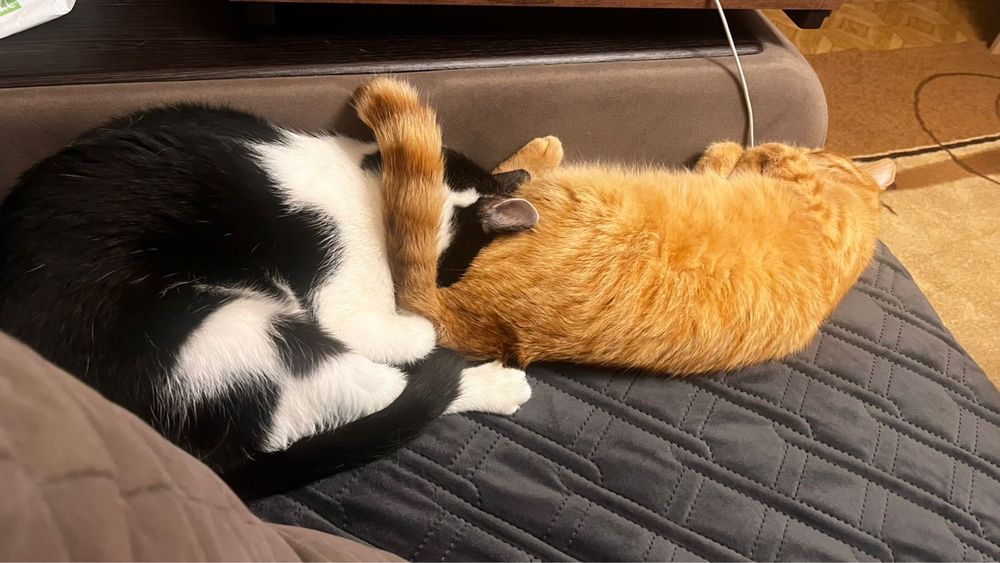 Отдам котов в добрые руки
