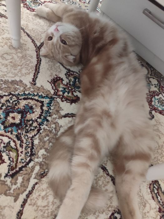 Scottish fold sotiladi