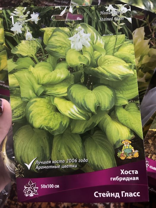 Продам хосты (корни)