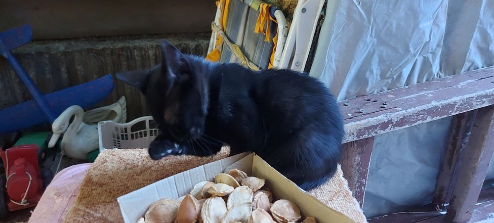 Подарявам Котета малки бебешоци