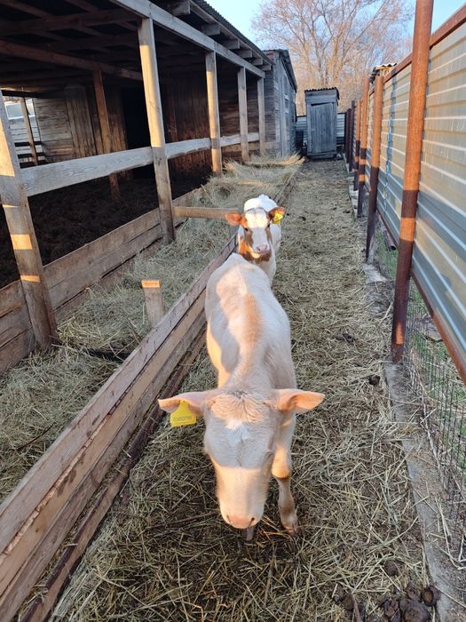 Продам 2 телочек 4 месяцев