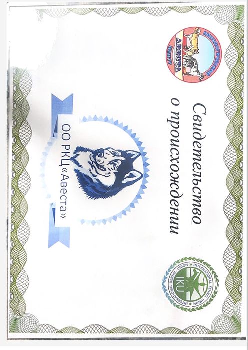 Продам щенка немецкая овчарка