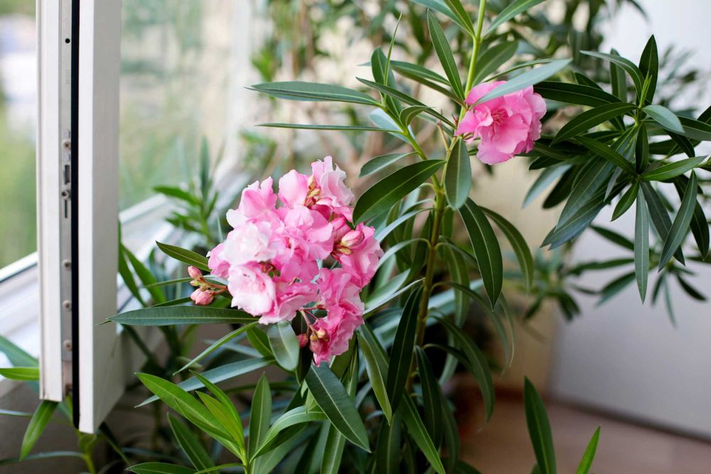 Олеандр махровый розового цвета