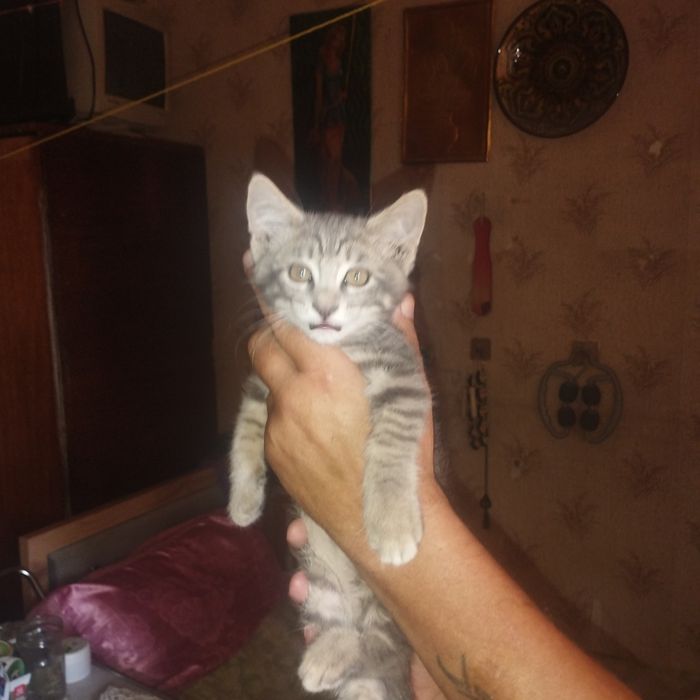 Продам котёнка заботливому хозяину