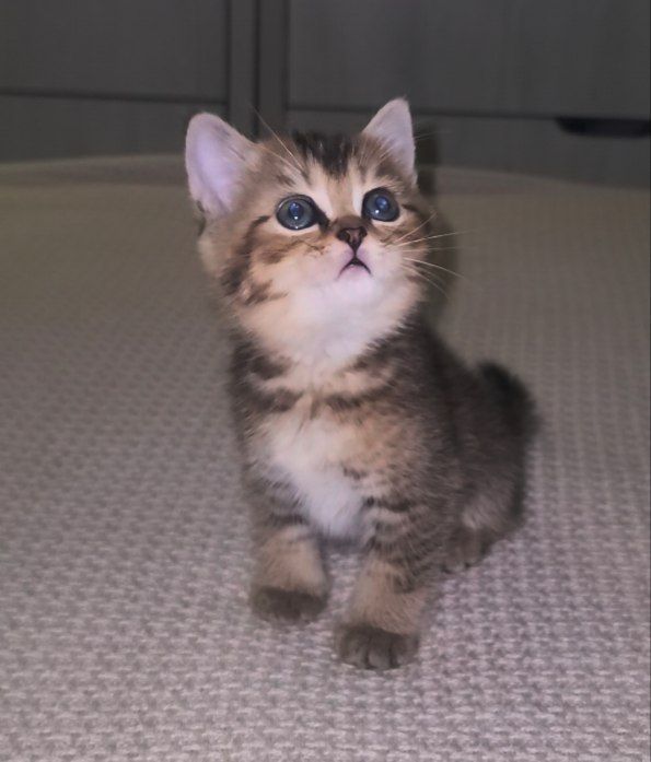 Чистокровные котята. Скоттиш, Scottish.