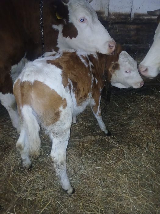 Vând vitei bălțați